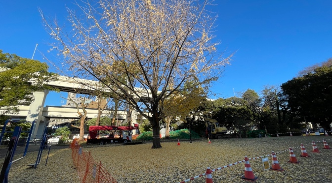 最近の神奈川公園(2024/2/11)・下水道工事、銀杏移設…